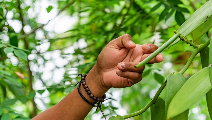 Pictured: A vanilla farm in Madagascar, where 80% of the world's vanilla is produced