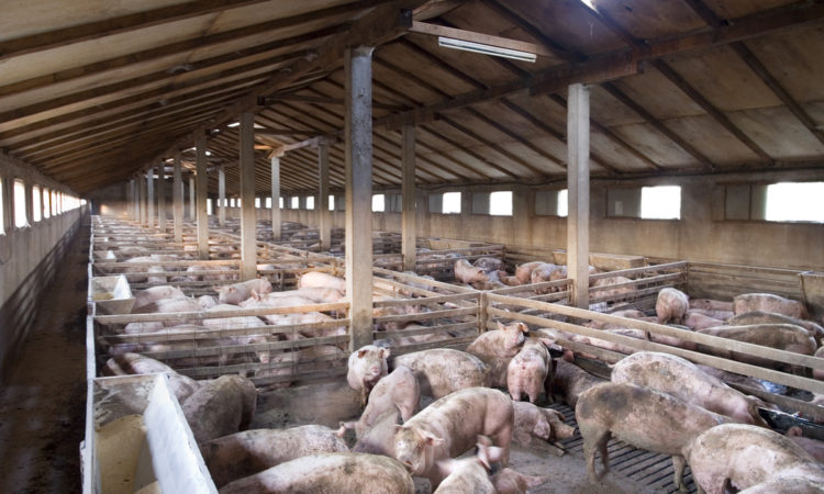 Factory closures means backlog of pigs on farms is ‘inevitable’