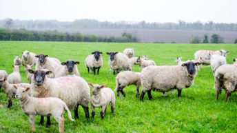 Farmers offered free testing service for sheep scab