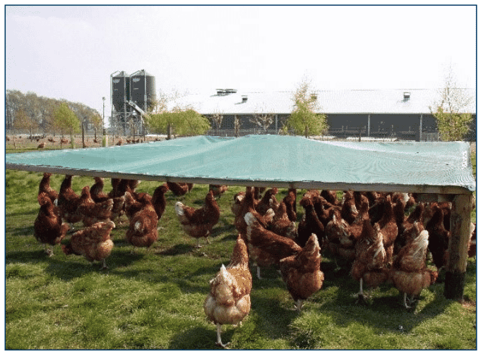 Figure 7. Free-range pasture with a shaded area.