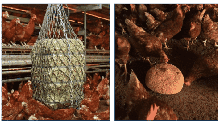 Figure 6. House enrichments: alfalfa (Lucerne) bales (left) and a pecking block (right).