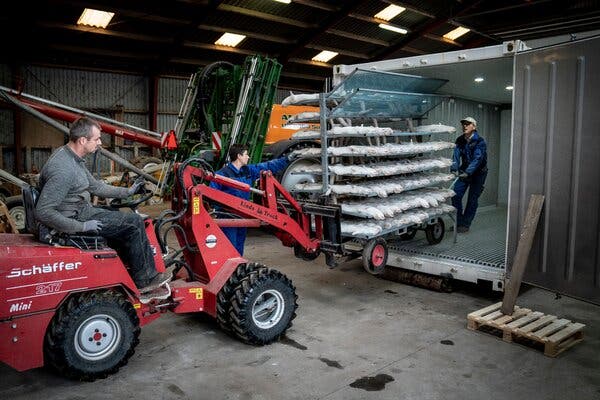 Slaughtered minks being transported for processing at a mink farm near Naestved, Denmark, earlier this month, after evidence emerged of a mutated virus passing from minks to humans. Infected minks have been found in other countries as well, most recently France.