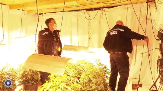 (Picture: Northamptonshire Police) A cannabis factory inside a purpose-built camouflaged shack, built in woodland and hooked up to overhead electricity pylons has been dismantled by police. Officers were yesterday (Thursday, November 26) called to an area of dense woodland off the A45 near Ecton near Northampton. Thirteen plants with an estimated street value of ?13,000 were found in the building which was hidden among the surrounding vegetation.