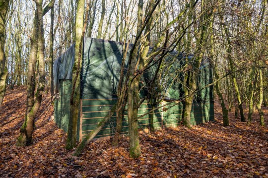 (Picture: Northamptonshire Police) A cannabis factory inside a purpose-built camouflaged shack, built in woodland and hooked up to overhead electricity pylons has been dismantled by police. Officers were yesterday (Thursday, November 26) called to an area of dense woodland off the A45 near Ecton near Northampton. Thirteen plants with an estimated street value of ?13,000 were found in the building which was hidden among the surrounding vegetation.