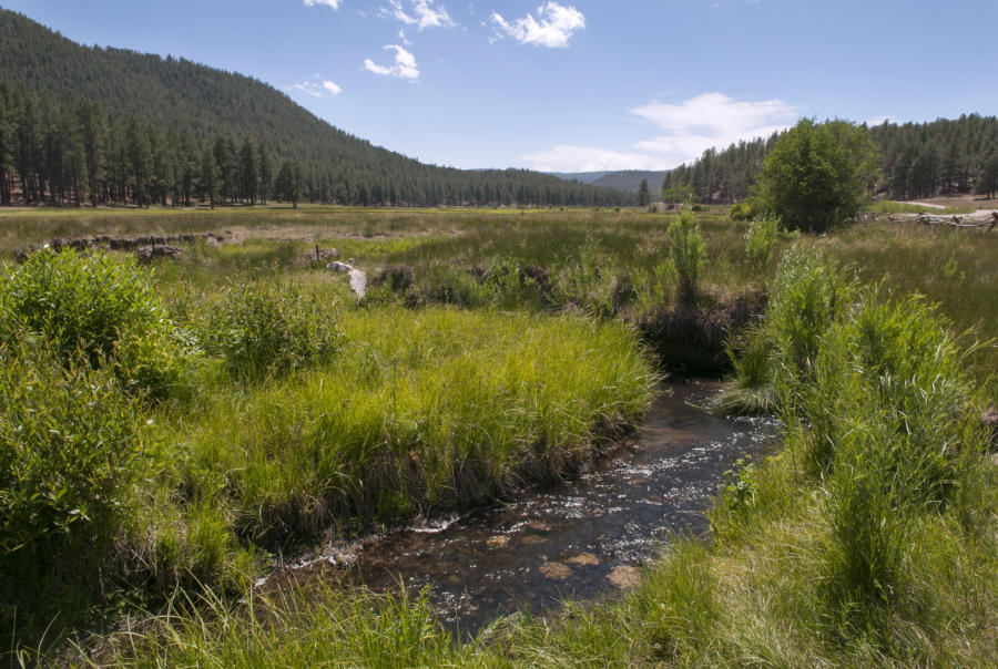  A meadow along the Rio Cebolla in the Santa Fe National Forest. (Eddie Moore/Albuquerque Journal)