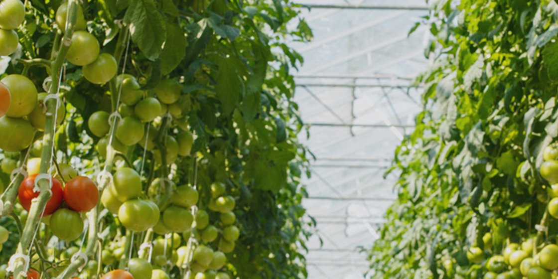 Supply chain management software for every food company