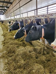 These sensors were recently put on the cows on Trim-Bel Valley Dairy in northwest Wisconsin to gather data on the cows' behavior. They are tied to Ida -- short for Intelligent Dairy Assistant - a program that collects data and uses algorithms to tell the herd manager and owners what's going on with the cattle. Connecterra, the company that offers the herd sensors and the software, connects the program with other dairy software like Dairy Comp 305 that may already be in use on farms.
