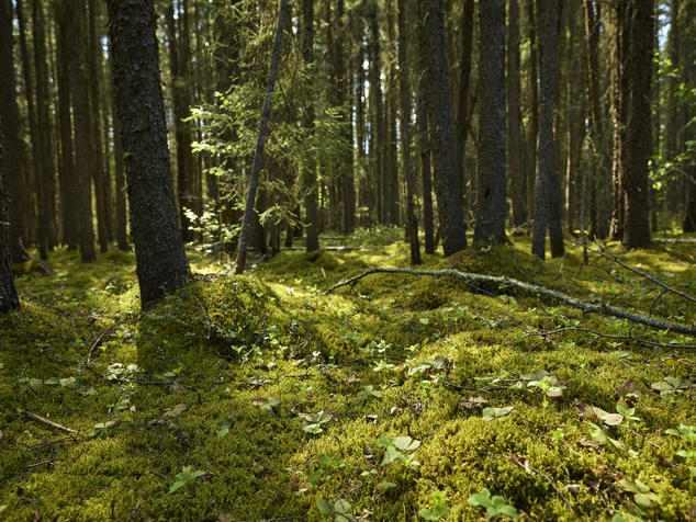 An image of lush boreal forest in Canada