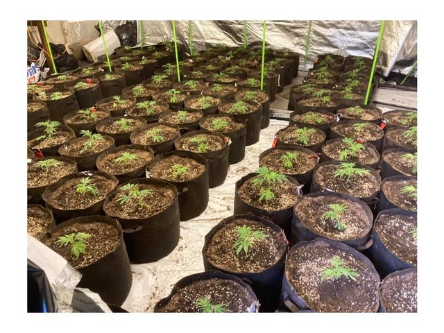Police have discovered a large cannabis factory in Southam.