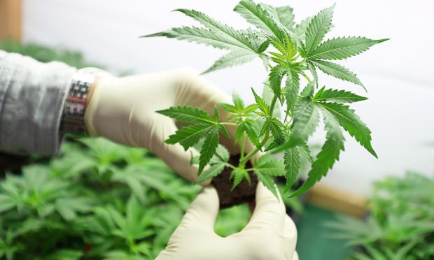 Marijuana Growing