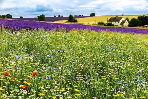 GettyImages-Raphael Comber - field biodiversity