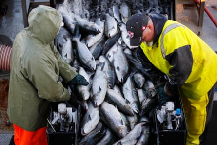 Farm-raised Atlantic salmon being harvested near Eastport, Maine.