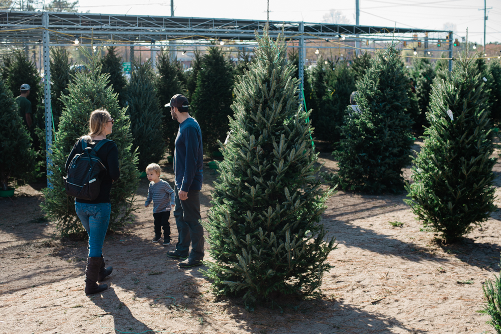 Jason Madero browses Christmas trees with his family at Barr Evergreens. The third-generation company sells about 9% of its trees at its Wilmington retail location on the corner of Independence and Shipyard Blvd. - or roughly 3,000 of 38,000 total sold this year. (Port City Daily photo/Mark Darrough)