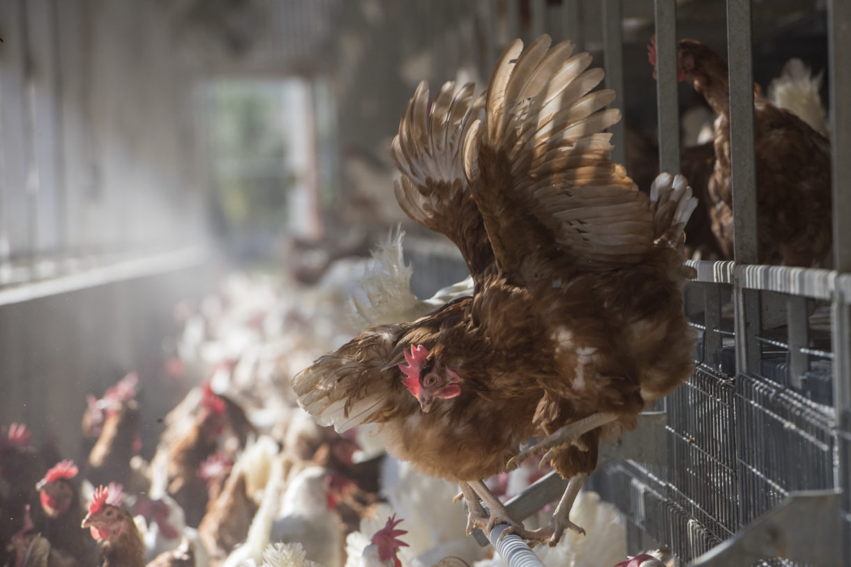 In 2020, we dismantled more cruel cages on factory farms and set new records for egg-laying hens In 2020, we dismantled more cruel cages on factory farms and set new records for egg-laying hens