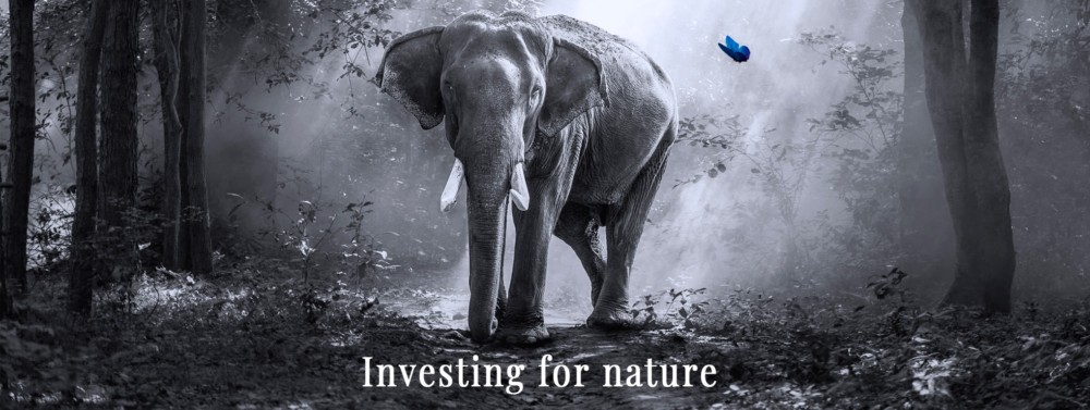 Karner Blue Global Ignites Vegan Momentum Strategy to Seek Cruelty-Free, Sustainable Alternatives