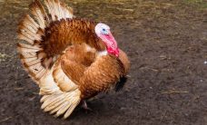 sustainable turkey