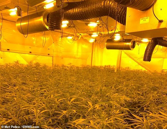 Met Police say the haul of plants would have been worth between £800,000 and £1million if harvested and sold on the streets of London