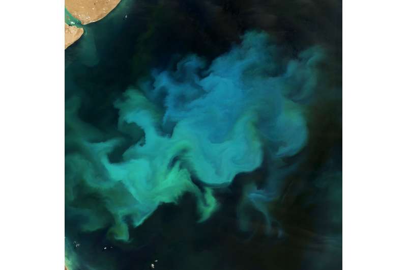 January 2, 2021. Credit: NASA Earth Observatory Phytoplankton Factory in the Argentine Sea