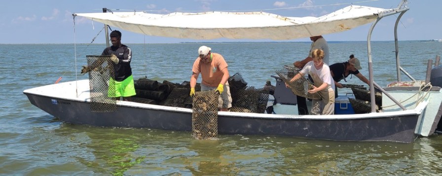 Oyster harvesters had an easier time catching them in 2020 than in 2019, when the harvest was less plentiful. (contributed)