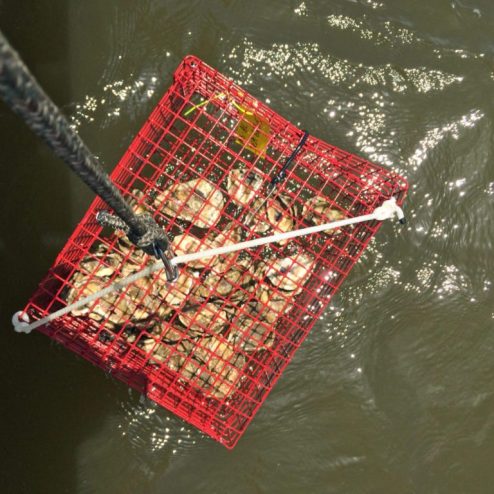 An oyster-gardening program is among the efforts to increase the population in Alabama Gulf waters. Volunteers raise the oyster gardens once a week to clean them. (contributed)