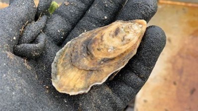 Oyster harvesters had an easier time catching them in 2020 than in 2019, when the harvest was less plentiful. (contributed)