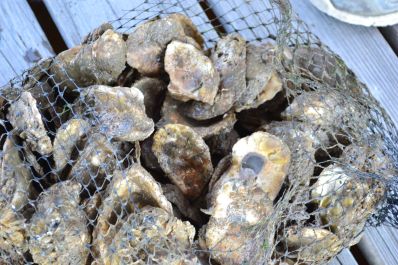 An oyster-gardening program is among the efforts to increase the population in Alabama Gulf waters. (contributed)