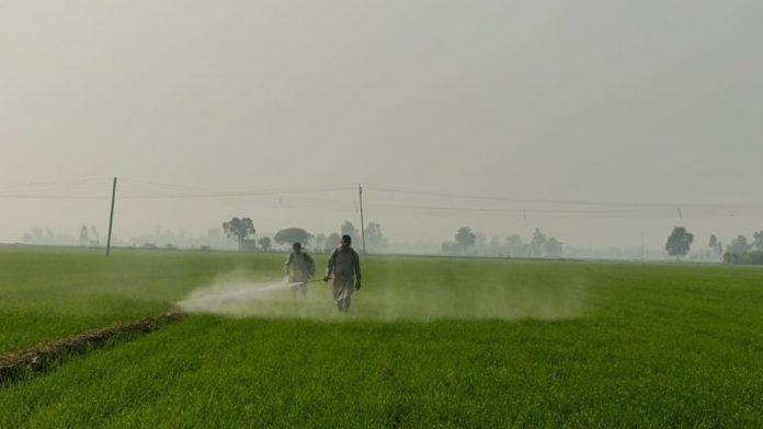 farm1 Farmers spraying chemicals to wheat crop in Sangrur, Punjab. | Photo: Urjita Bharadwaj/ThePrint