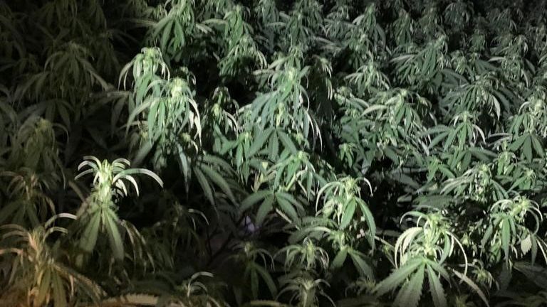 Police have arrested five men after raiding a London cannabis farm worth up to £1m. 