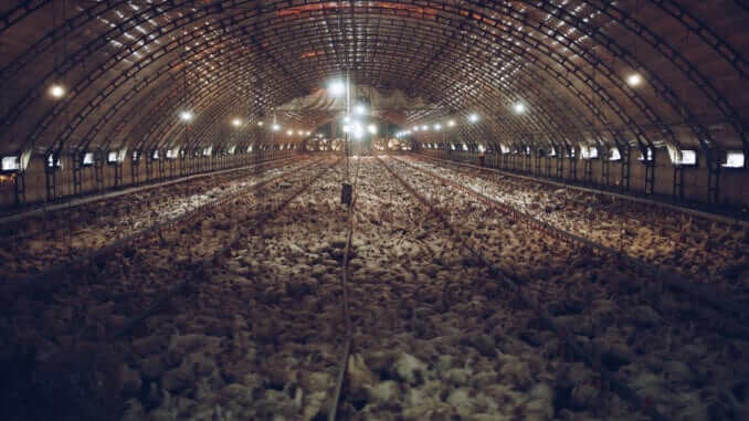 chicken factory farm