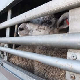 Compassion in World Farming