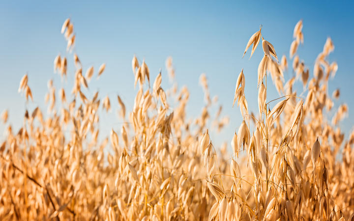 Ears of oat on the field.