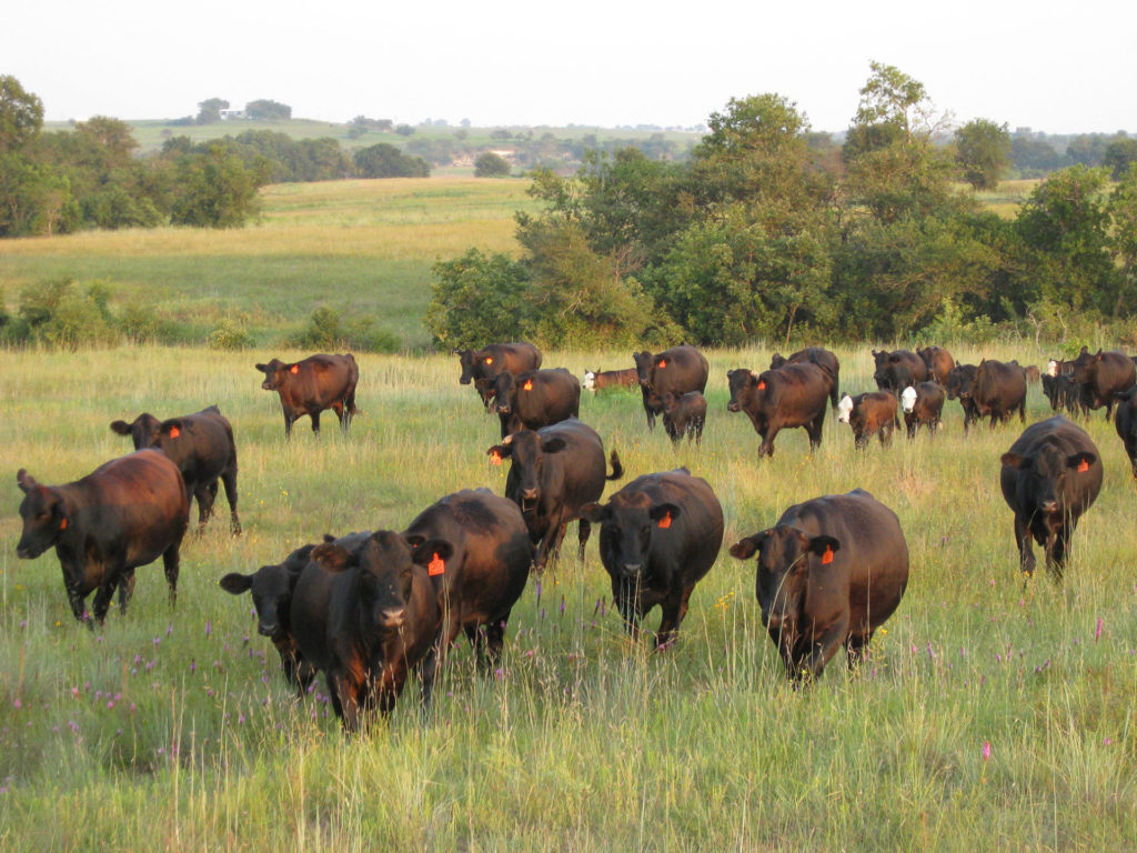A herd of cattle move across a grassland pasture dotted with trees