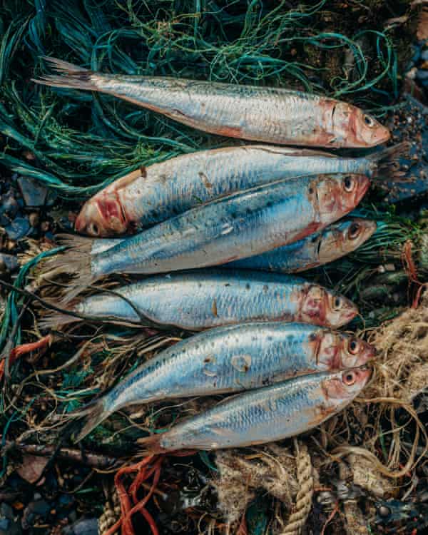 Freshly caught Sprats