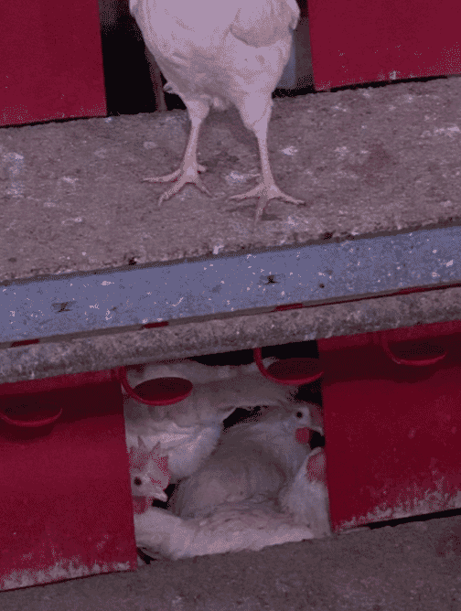 Figure 2. Gregarious laying behavior is more common in young inexperienced hens.