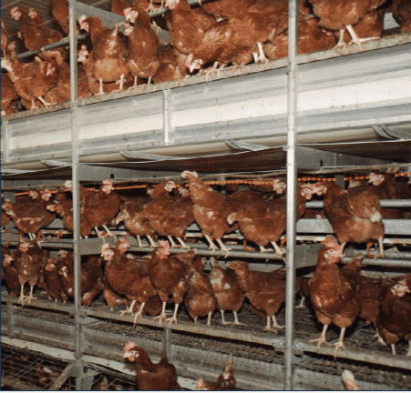 Figure 4. It is important to train newly housed birds to roost in the aviary system and not on the litter