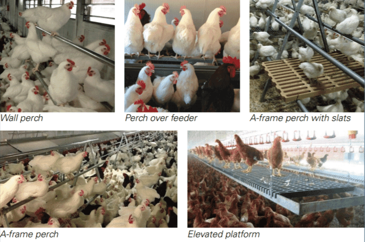 Figure 3. Types of perches.