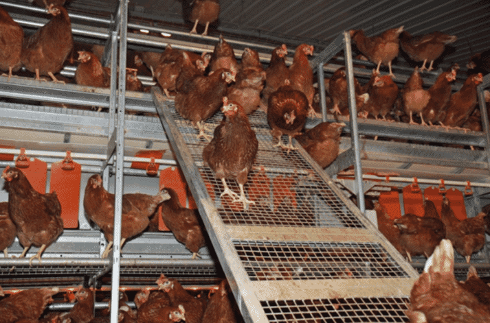 Figure 14. Ramps make elevation changes easier and reduces crowding in front of the nests. Use ramps when the elevation change is greater than 90 cm.