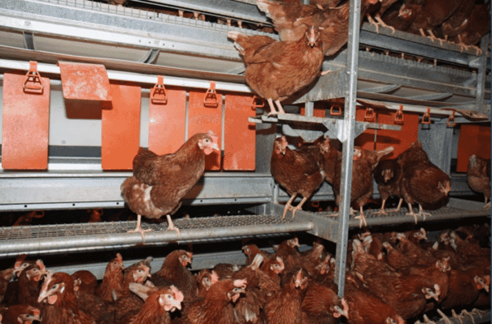 Figure 13. Nests should have a staging area at the entrance to allow hens to examine the nests with easy access and sufficient space for movement