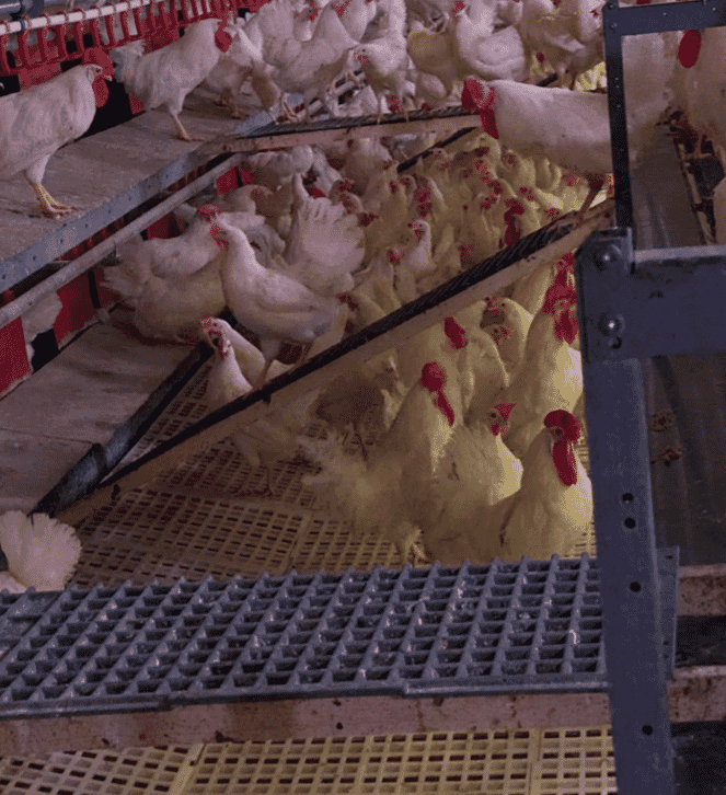 Figure 15. Ramps and landing platforms in front of the nest should be wide enough to allow two-way traffic with secure grid type floors.