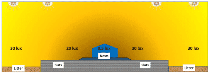 Figure 18. Light intensity should be highest over litter and slats, and lower near the nests