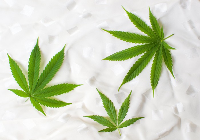 Three cannabis leaves