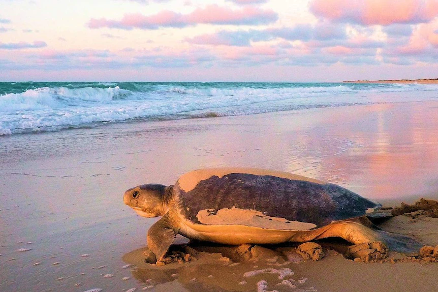 Flatback turtle