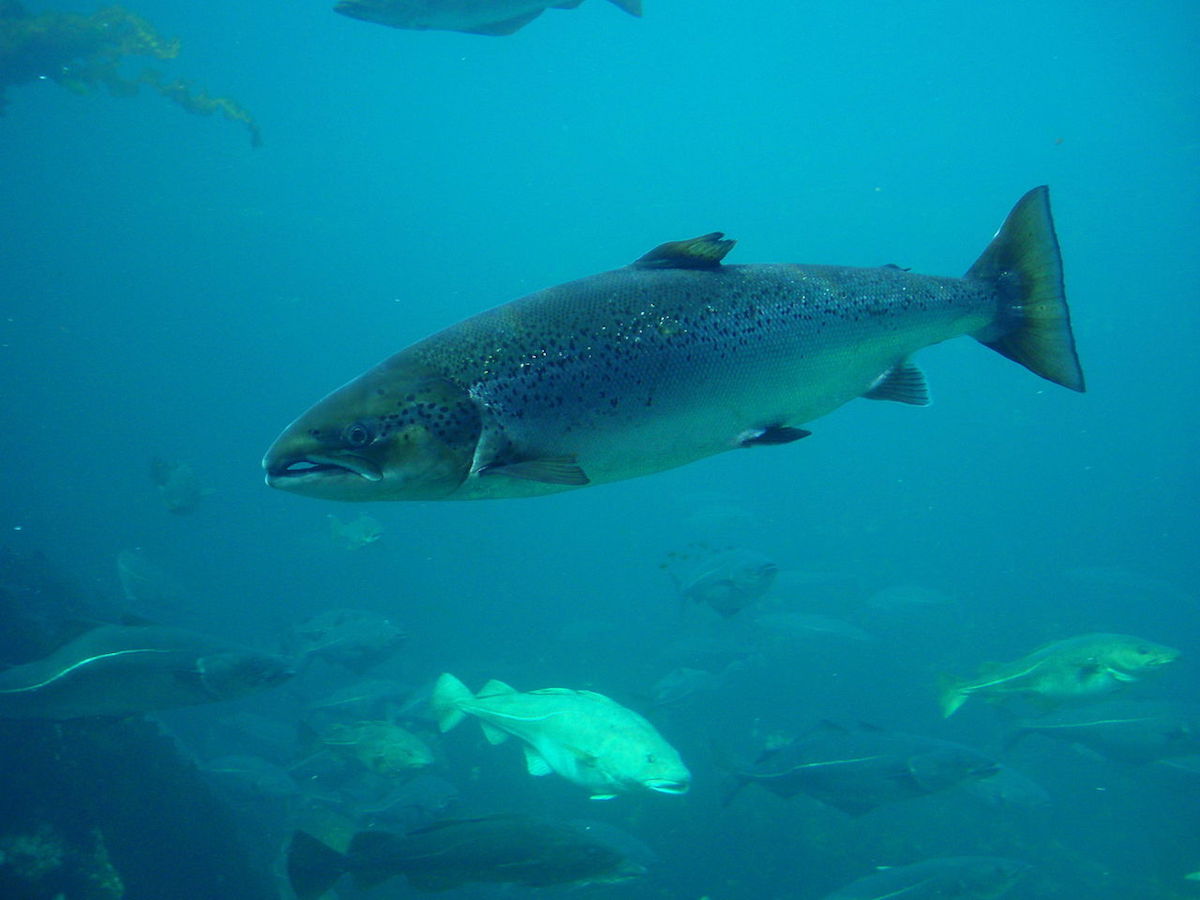 An atlantic salmon (Salmo salar), at the Atlanterhavsparken aquarium in Ålesund, Norway. Photo by Hans-Petter Fjeld via Wikimedia Commons (CC-BY-SA).