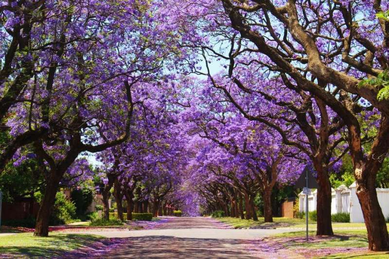 Jacarandas in parts of South Africa are flowering earlier: why it’s a warning sign