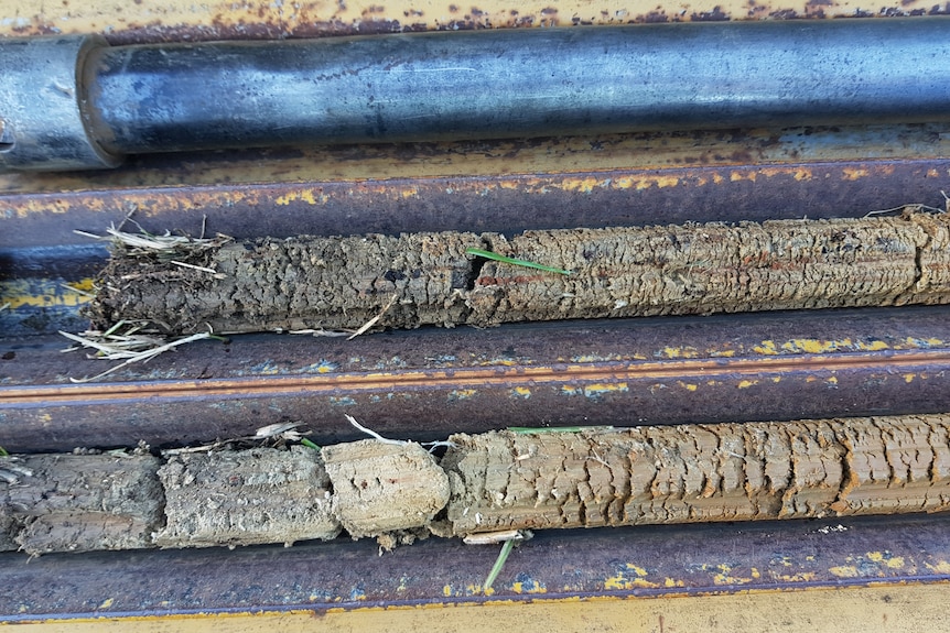 Two plugs of soil in trays.