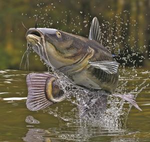 To indicate the severity of the winter season, people examine the belly of the catfish. Unusually thick skin on the belly indicates an above normal winter
