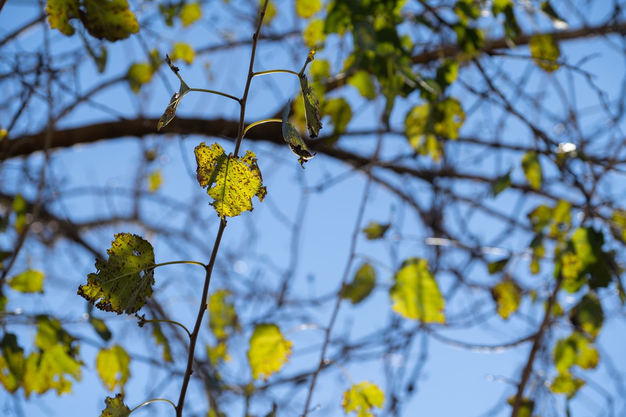 A tale of two shores: NYC tree distribution disproportionate, first-of-its-kind study finds