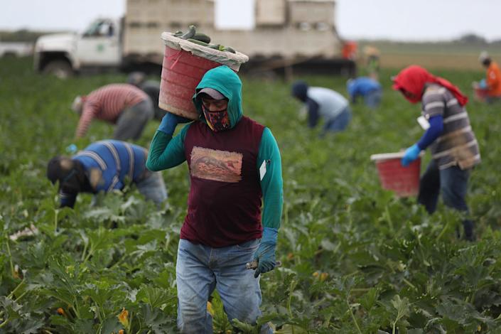 Farm workers harvest zucchini on the Sam Accursio & Son's Farm on April 01, 2020 in Florida City, Florida