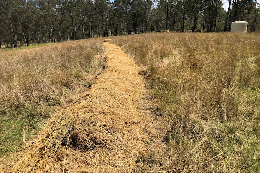 A big swathe of straw laid out in a paddock.