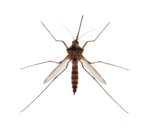Small mosquito